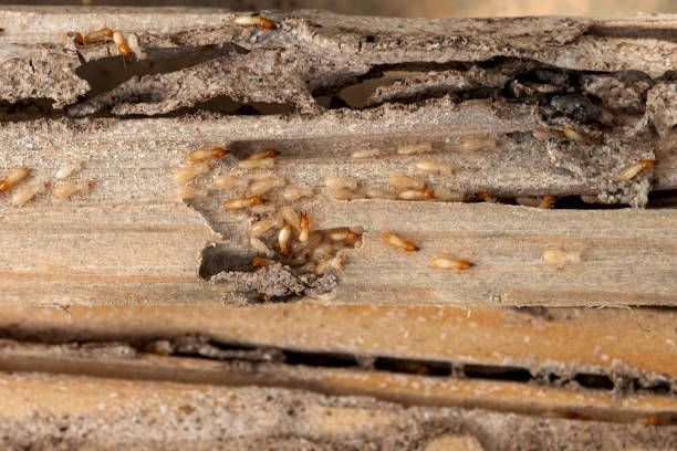 Best Pest Control for Homes  in Hamilton, IN